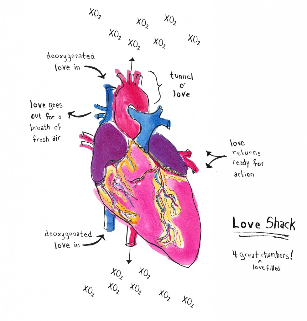 anatomical heart for promo