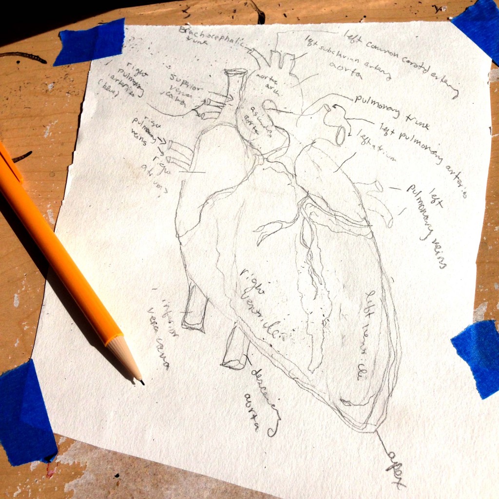 pencil sketch of heart